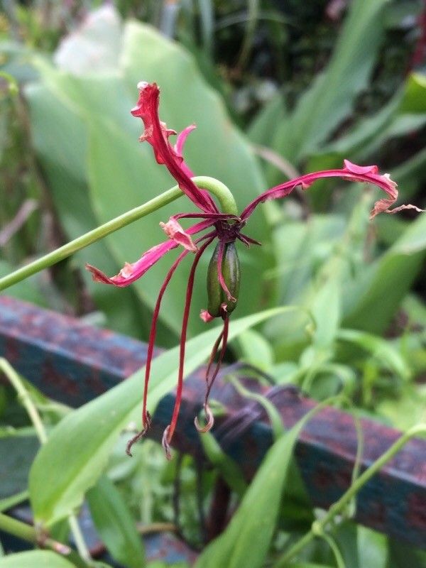 Gloriosa superba fruit