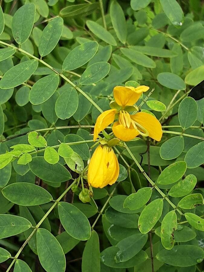 Senna acclinis flower