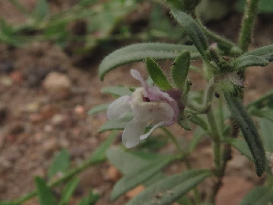 Chaenorrhinum minus flower