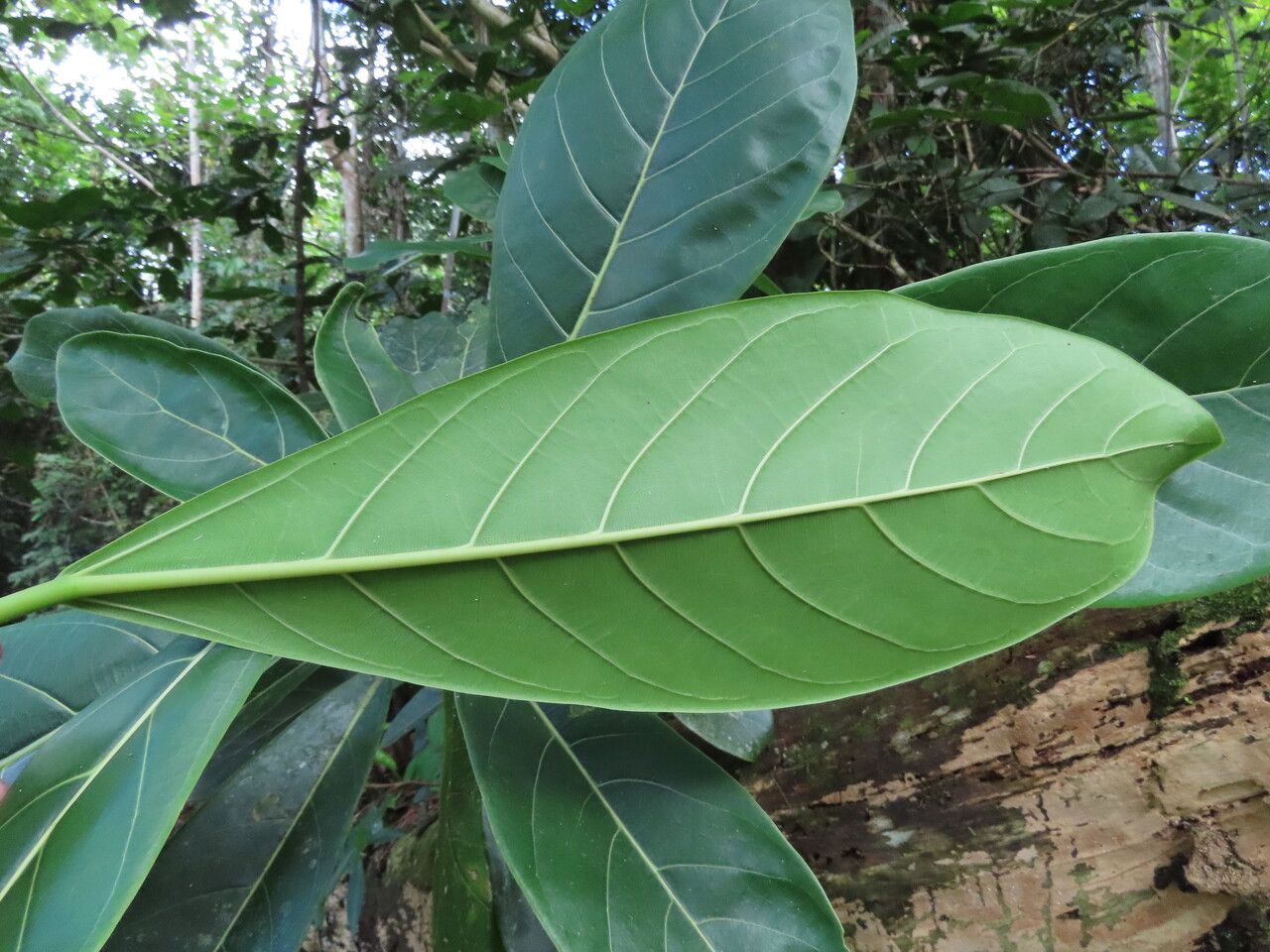 Ficus cahuitensis — houseplant care guide