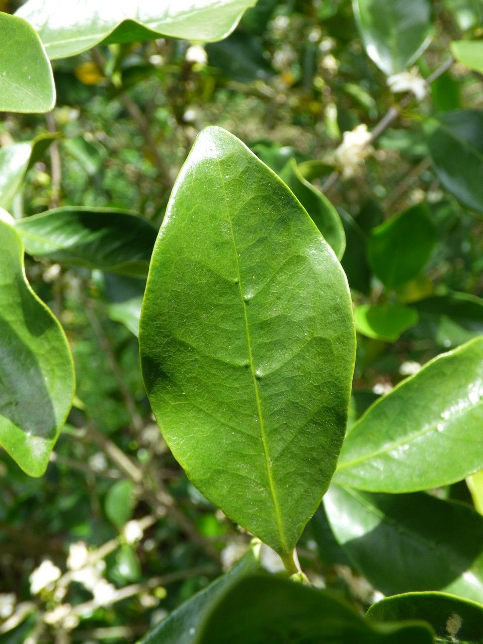 Coffea mauritiana — search result for 'Coffea'