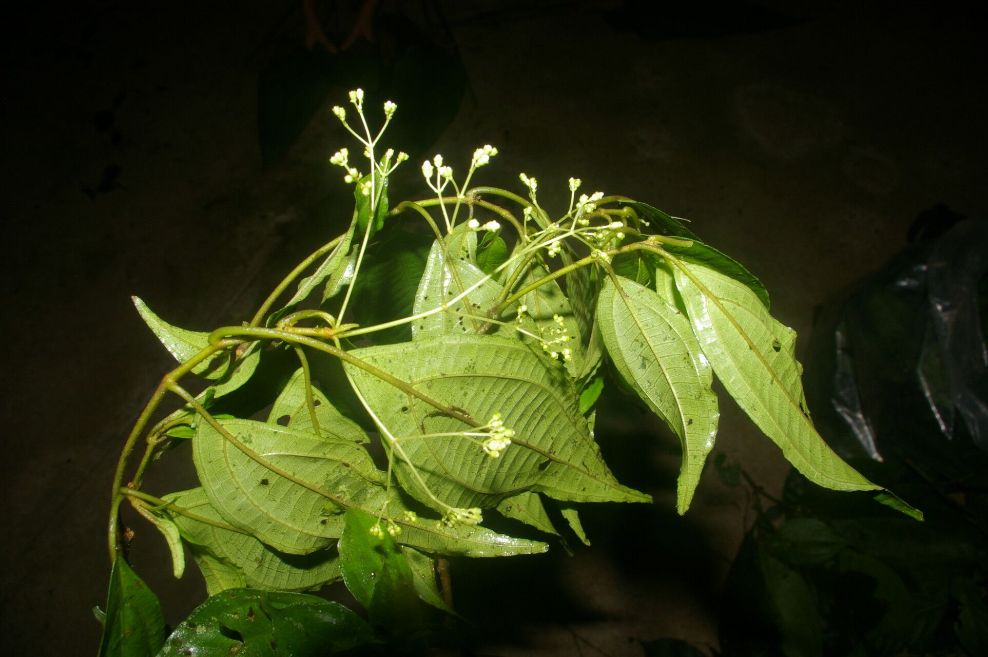 Miconia brenesii flower