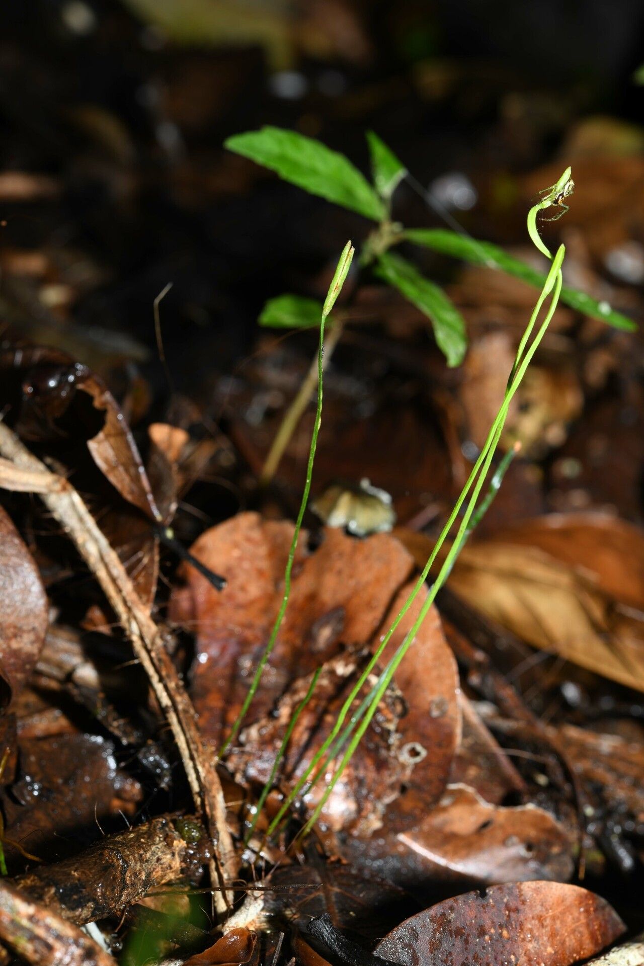 Actinostachys subtrijuga habit