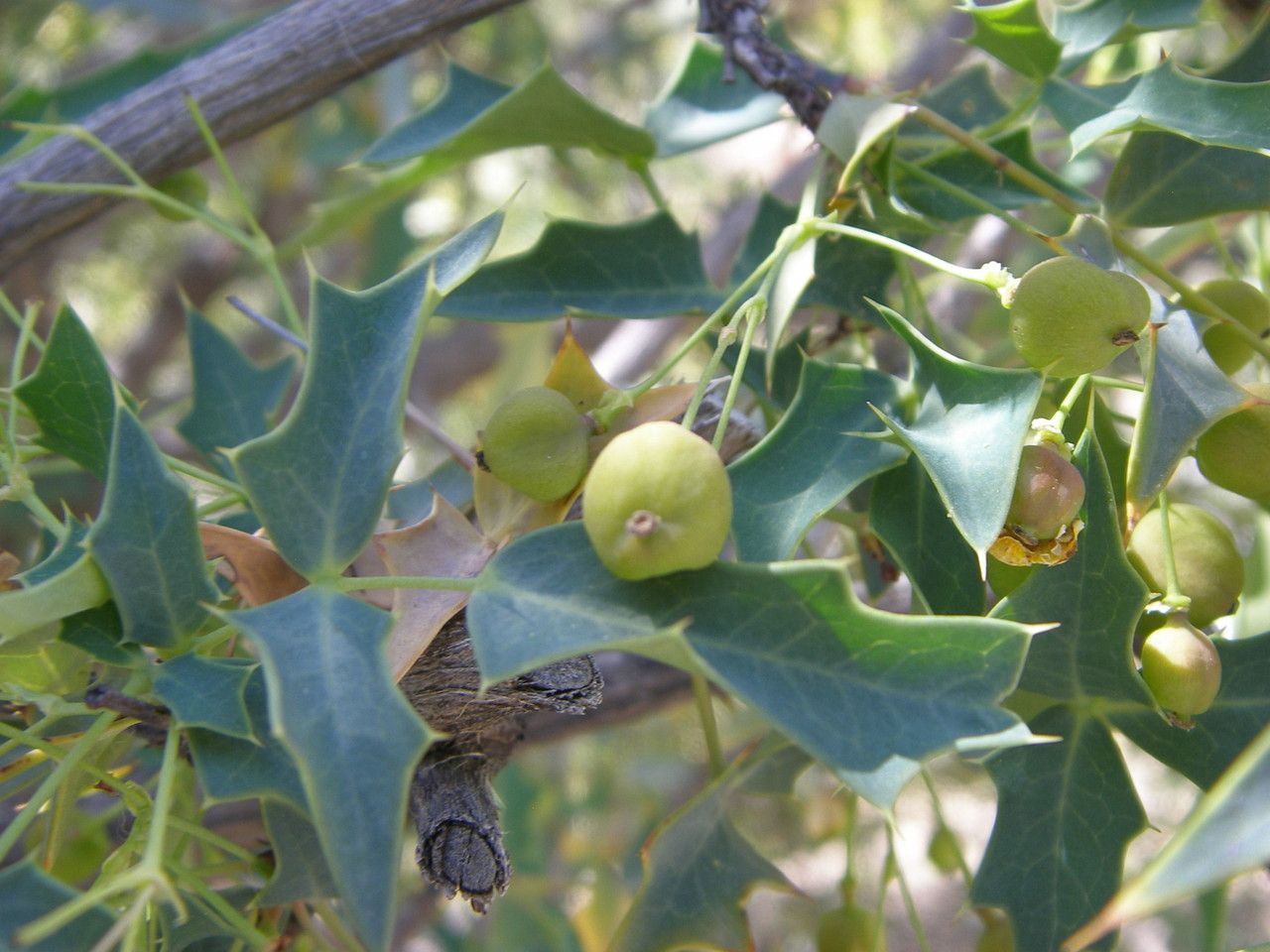 Berberis higginsiae fruit