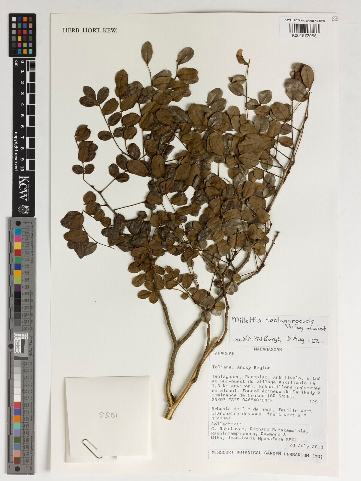 Millettia taolanaroensis — houseplant care guide