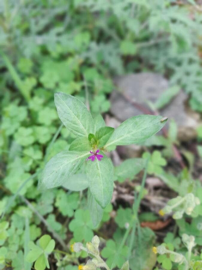Cuphea elliptica leaf