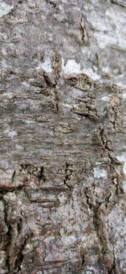 Roupala monosperma — related species from the same genus