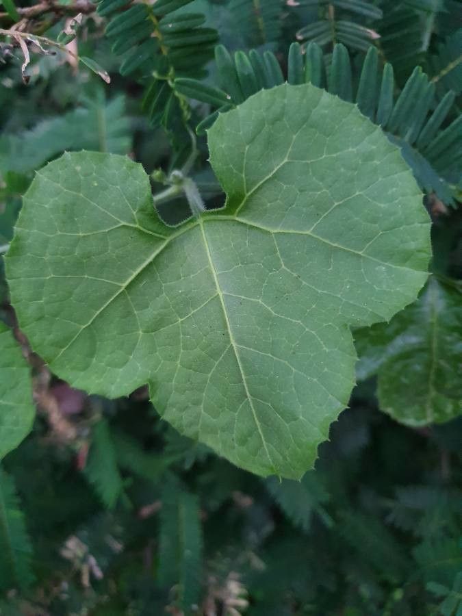 Kedrostis leloja — search result for 'Kedrostis'