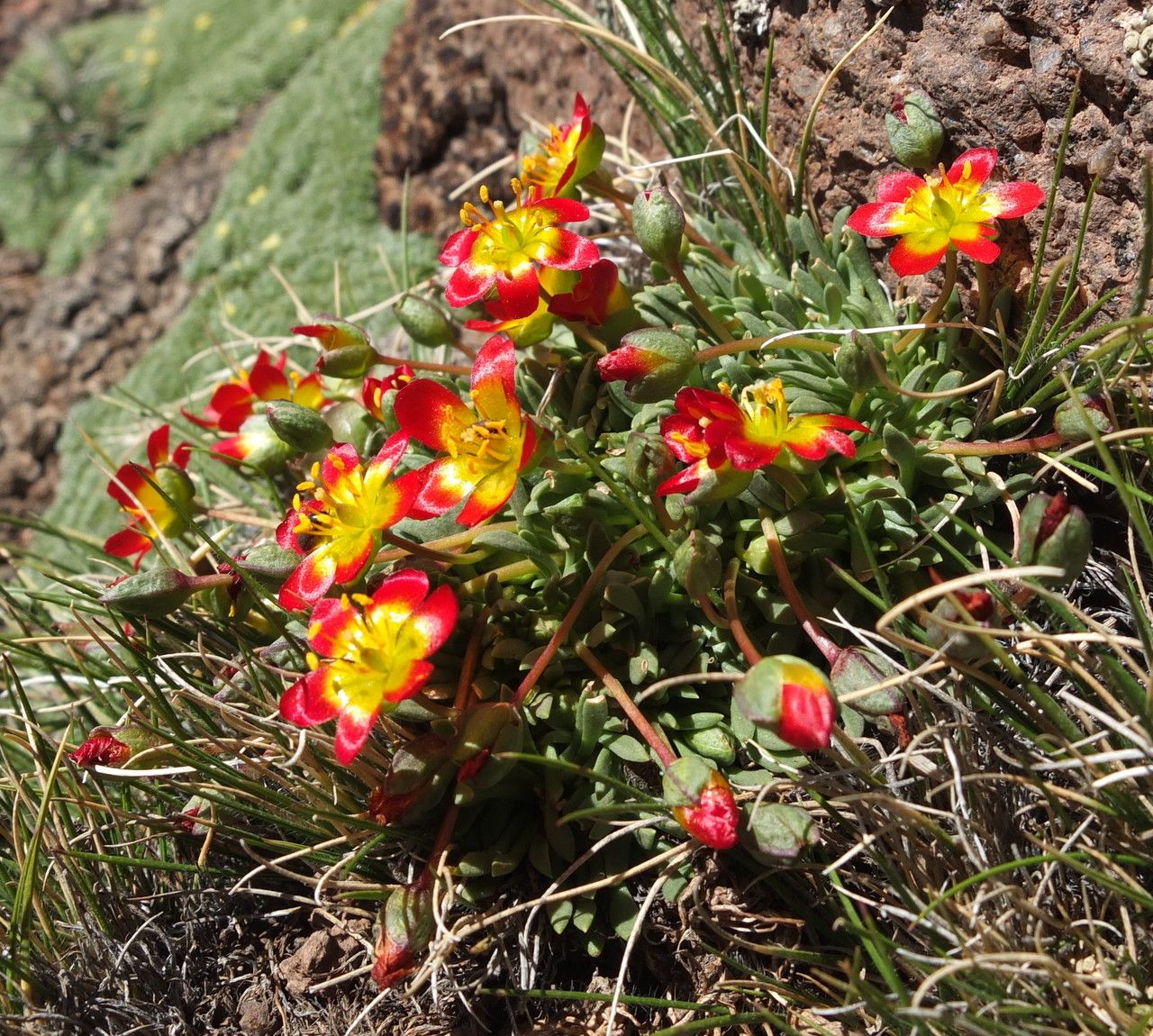 Calandrinia caespitosa habit