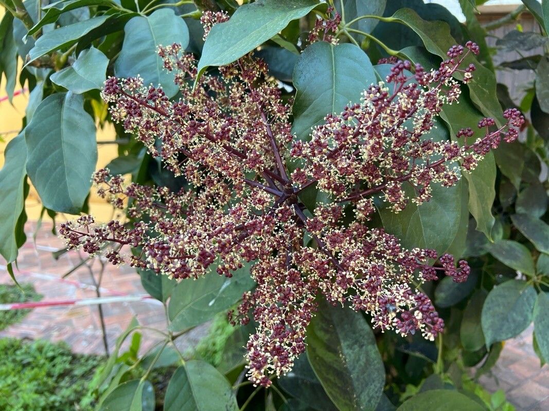 Heptapleurum venulosum flower