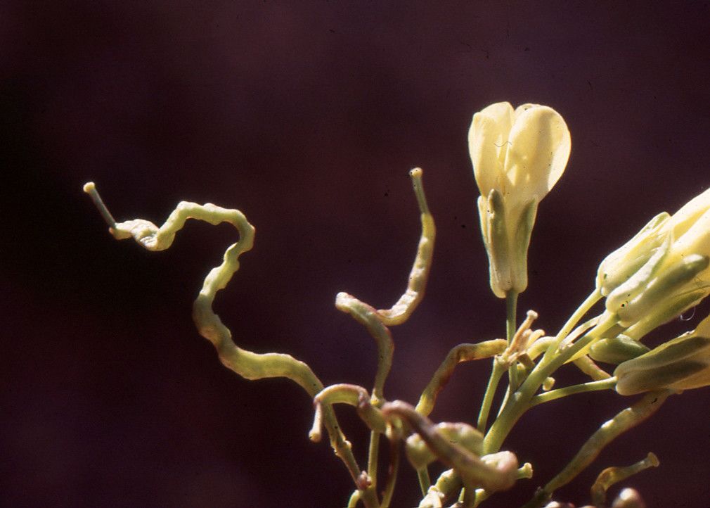 Brassica repanda fruit