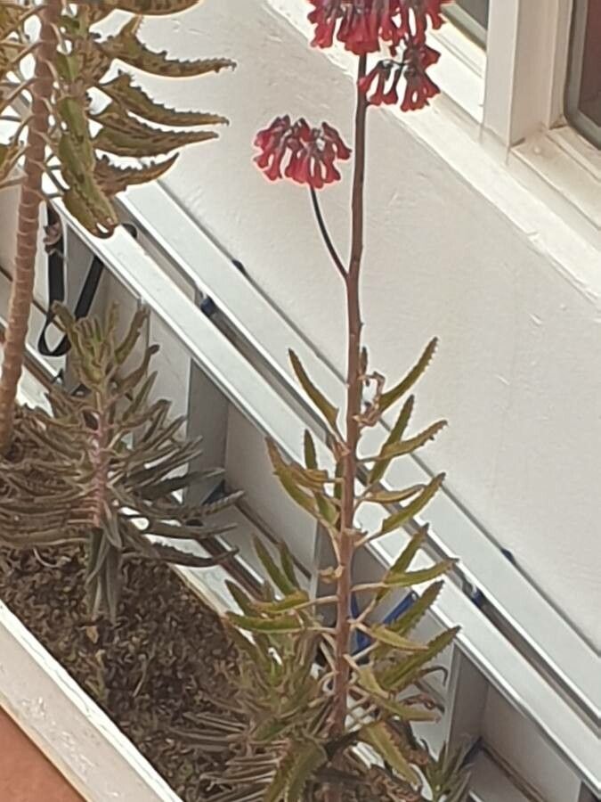 Bryophyllum daigremontianum flower