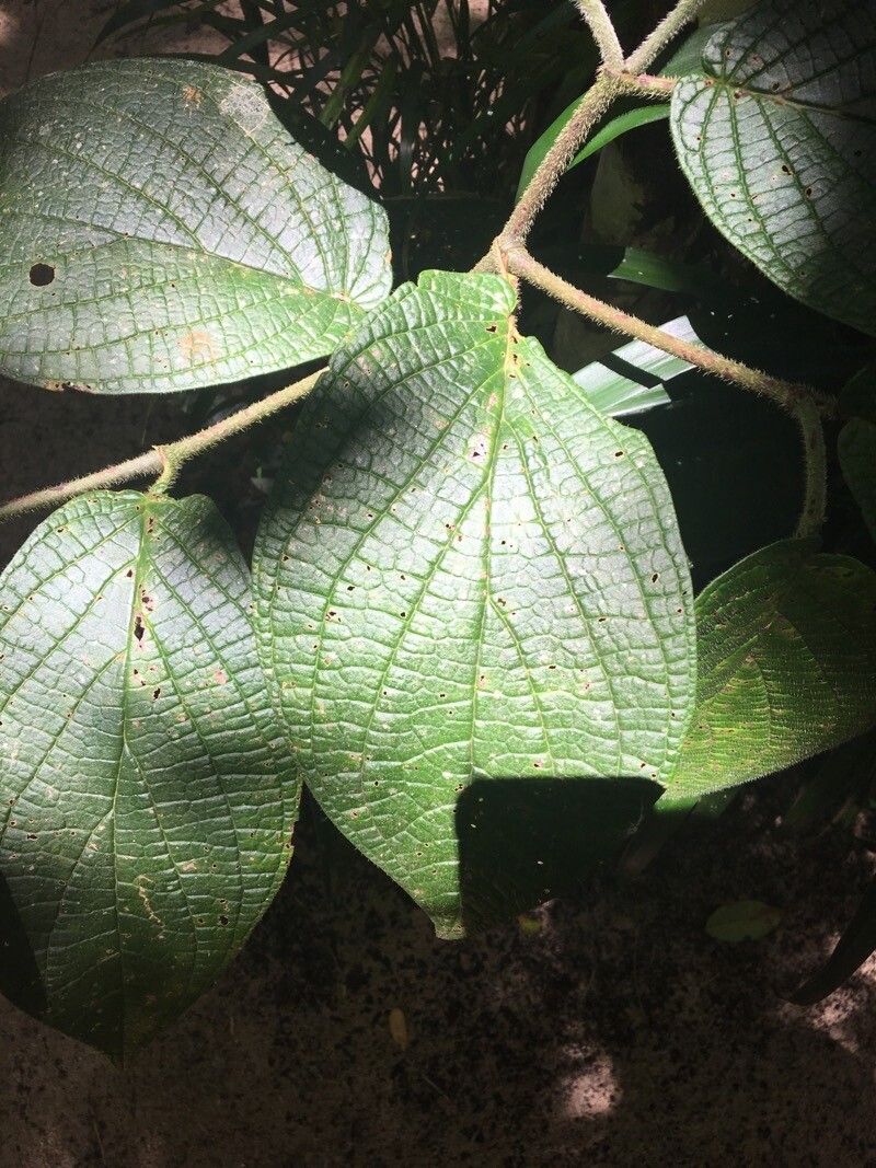 Piper urostachyum — houseplant care guide