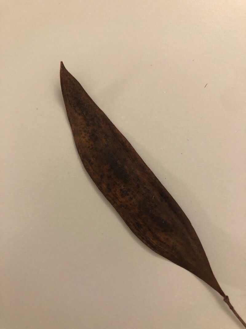 Peltophorum dubium fruit