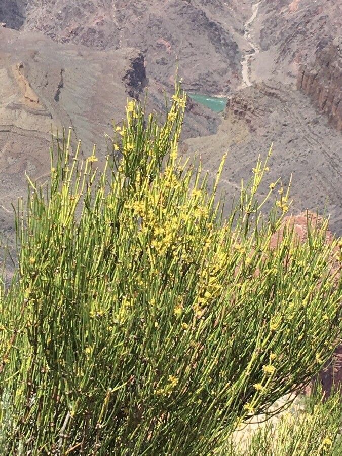Ephedra viridis flower