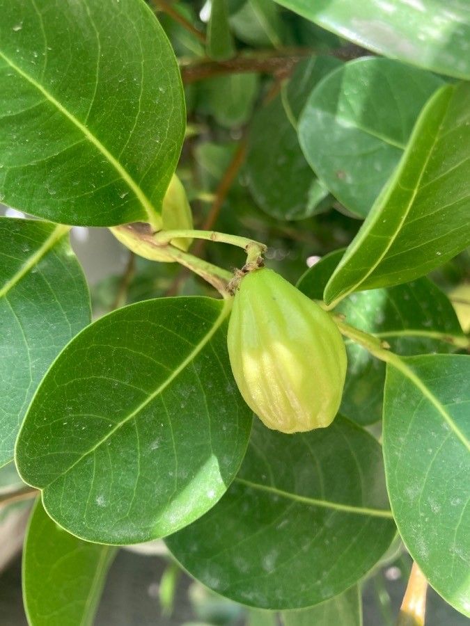 Chrysobalanus icaco fruit