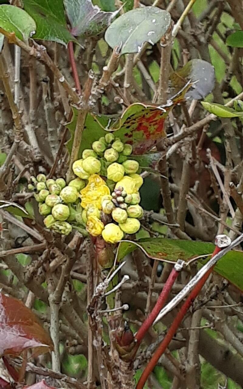 Berberis fortunei flower