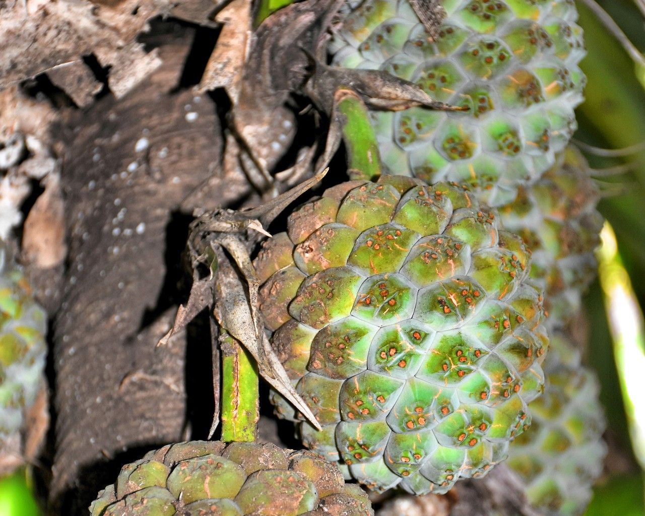 Pandanus iceryi fruit