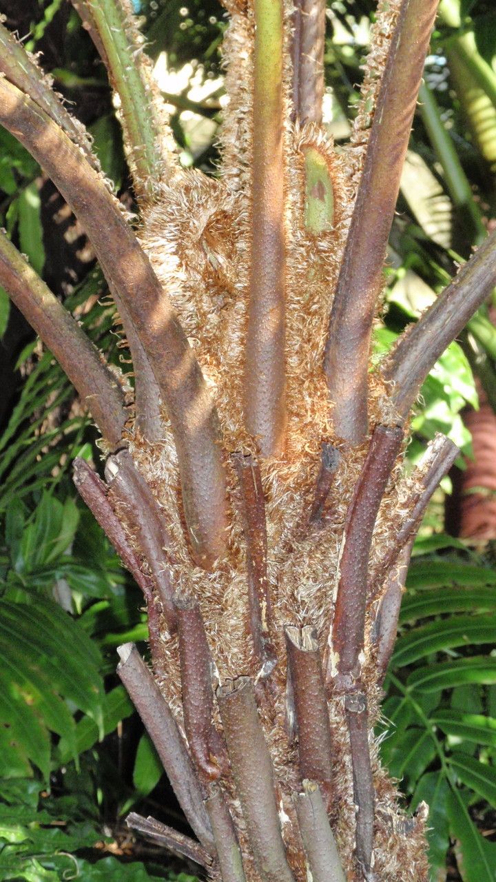 Sphaeropteris tomentosissima bark