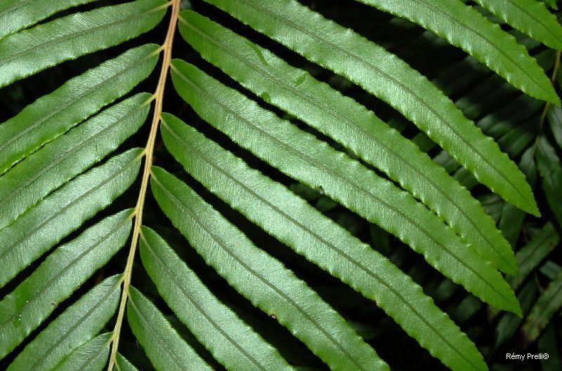 Blechnum confusum — houseplant care guide