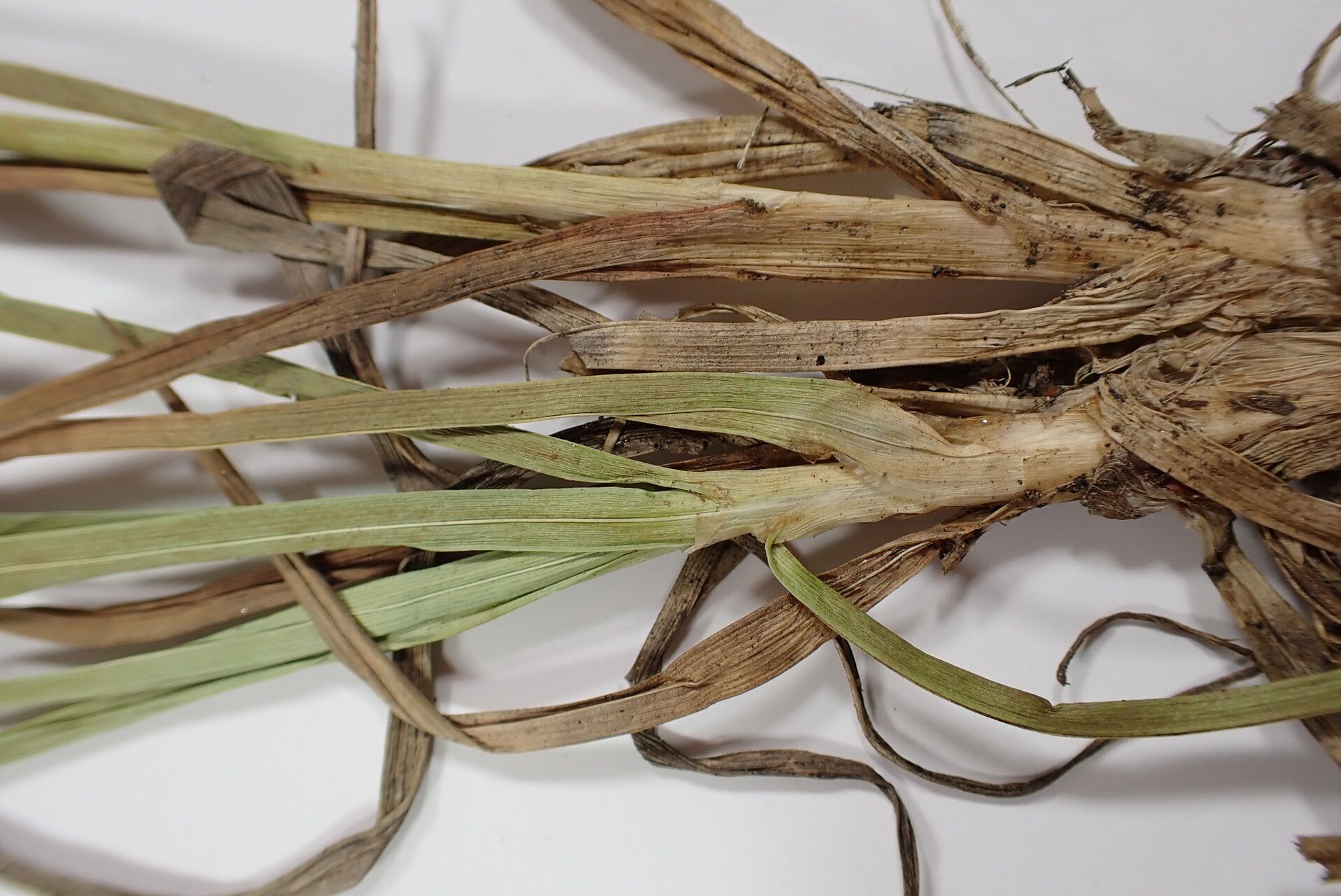 Carex uncinioides bark