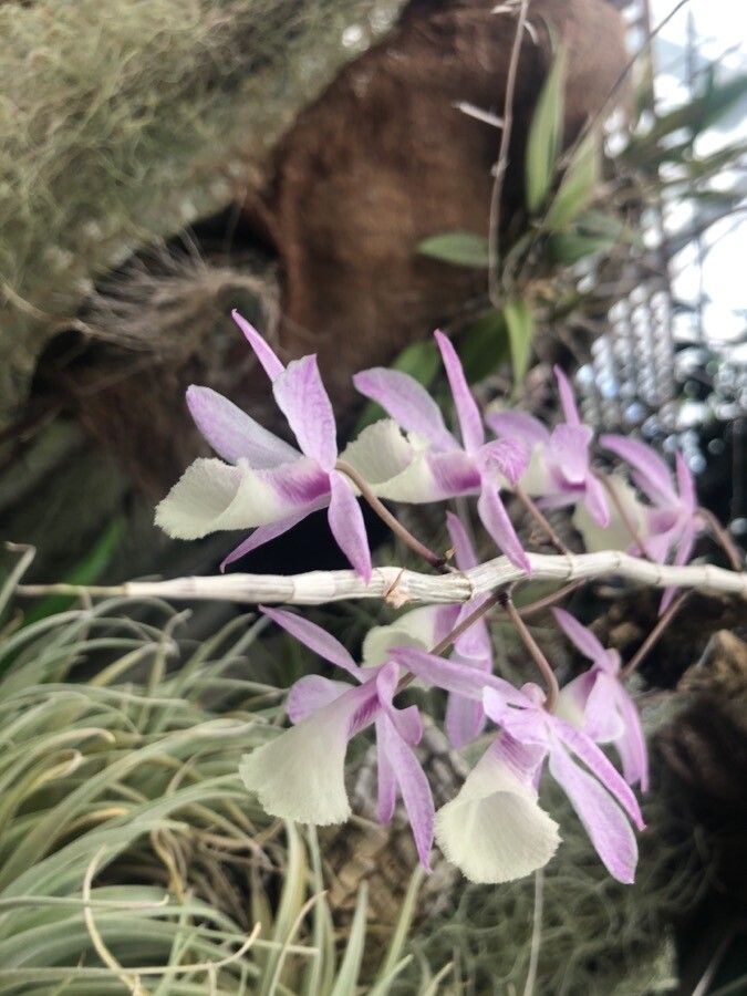 Dendrobium aphyllum flower