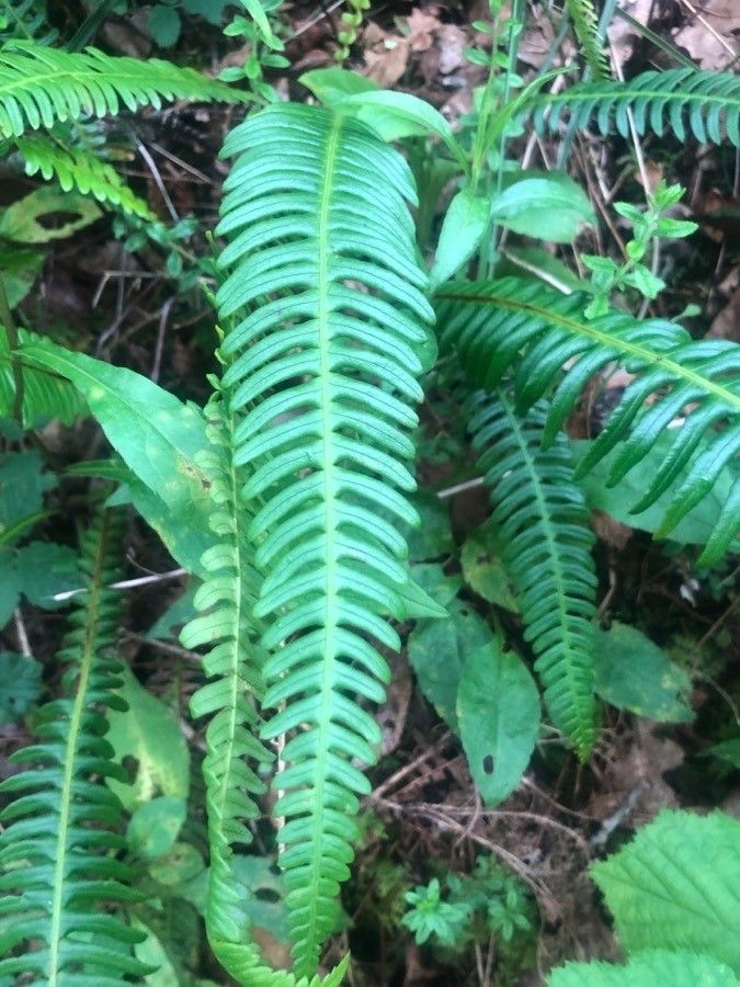 Blechnum spicant leaf