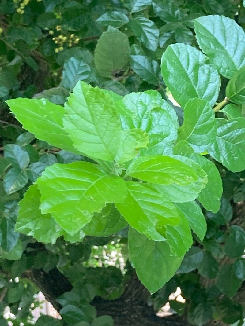Ehretia anacua leaf