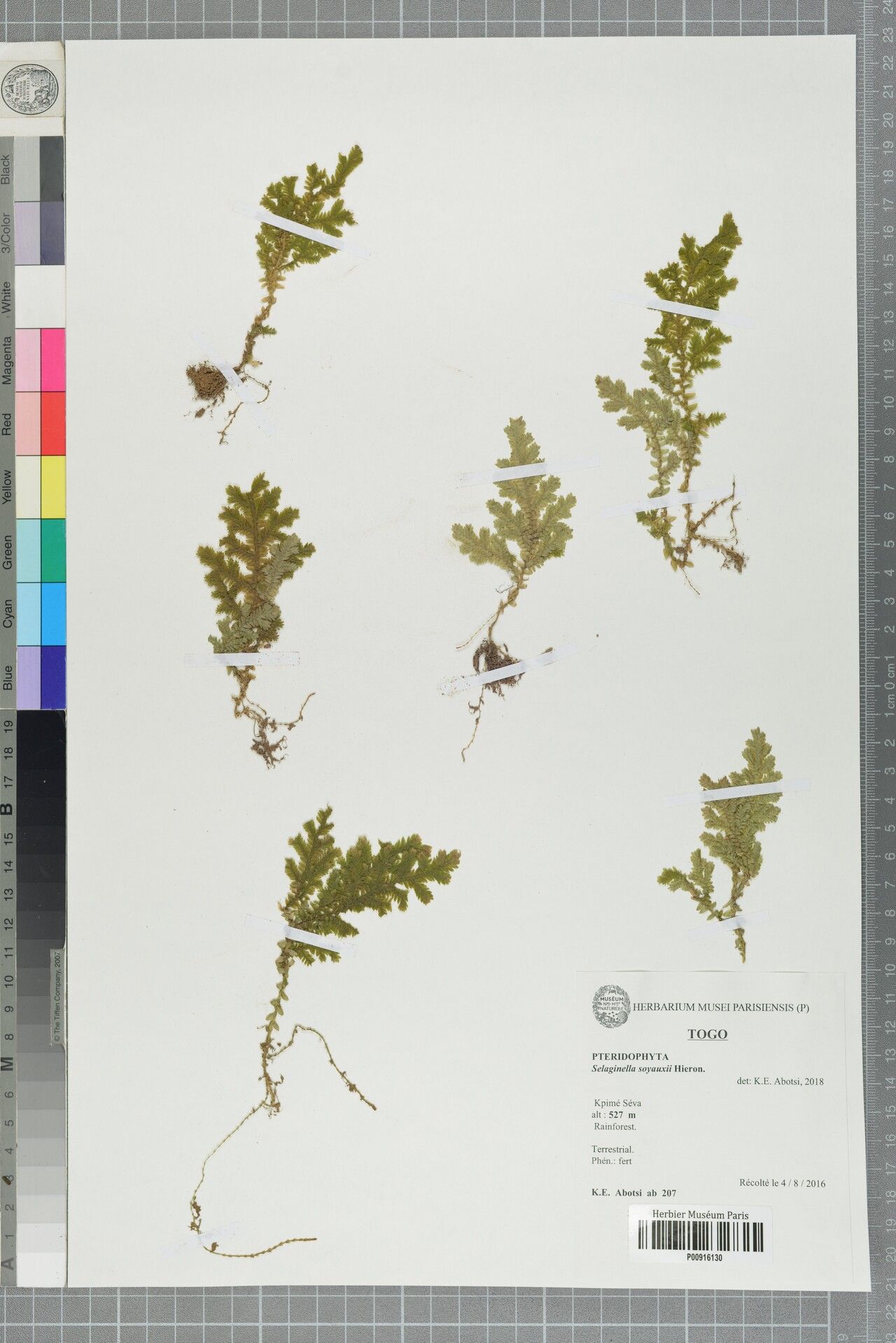 Selaginella soyauxii — houseplant care guide