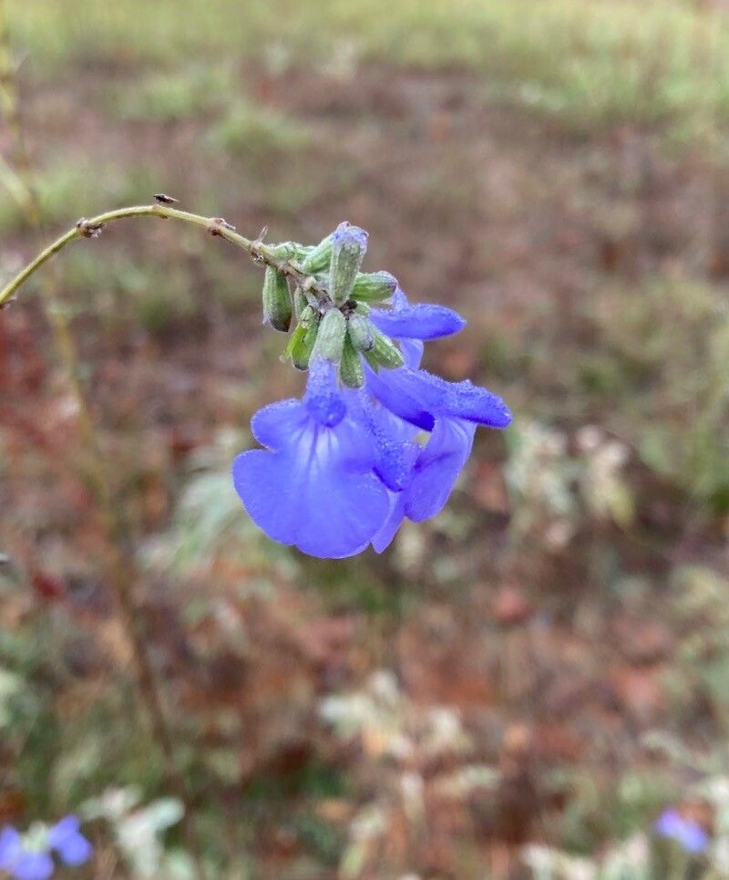 Salvia azurea flower