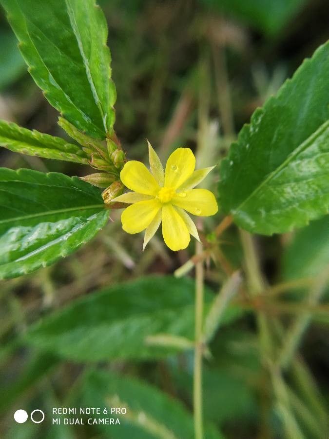 Corchorus aestuans flower