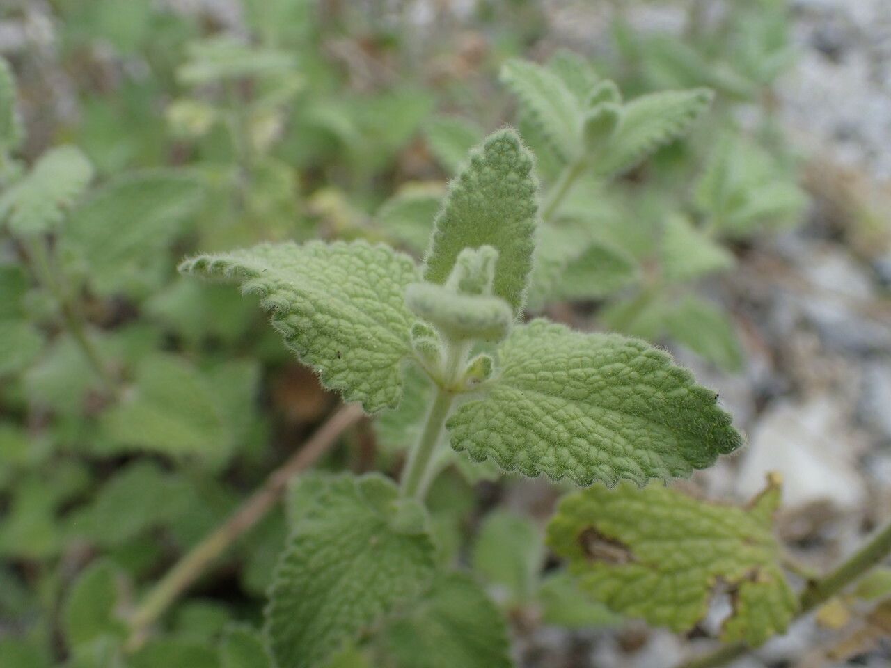 Nepeta parnassica — search result for 'Nepeta'