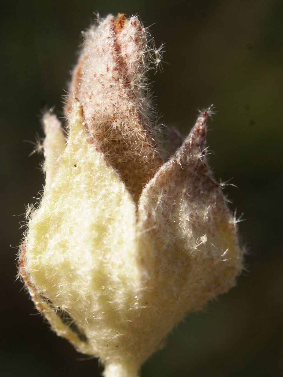 Malvella leprosa fruit
