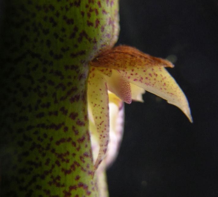 Bulbophyllum pinelianum — houseplant care guide