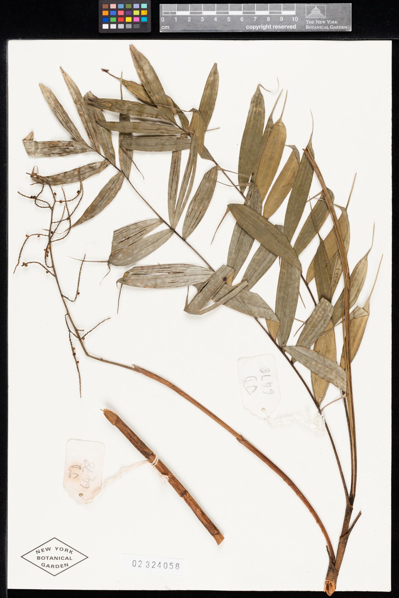 Dypsis caudata — houseplant care guide