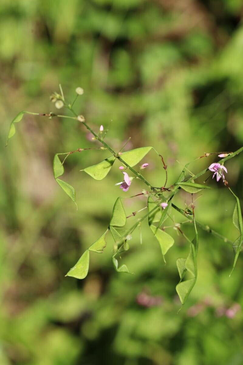 Hylodesmum oldhamii fruit