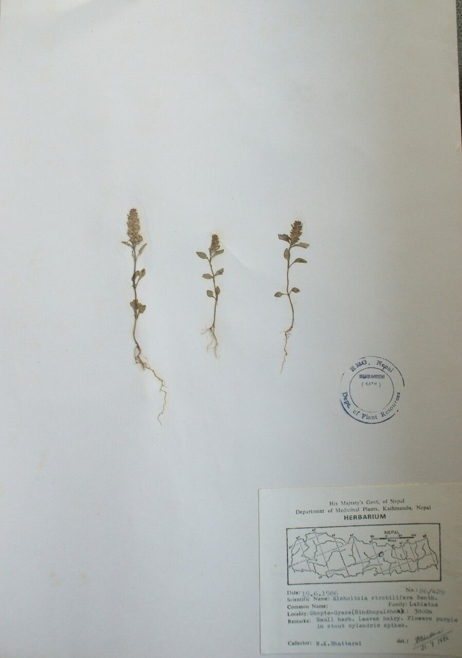 Elsholtzia concinna other