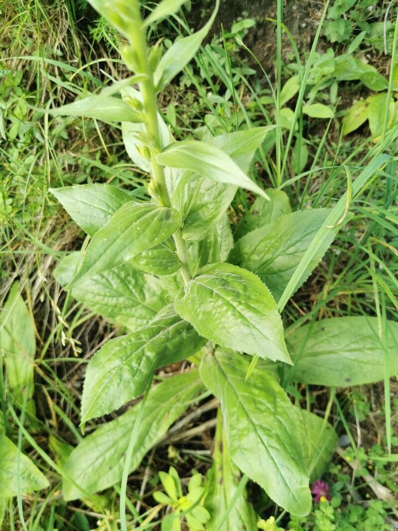 Digitalis viridiflora — search result for 'Digitalis'