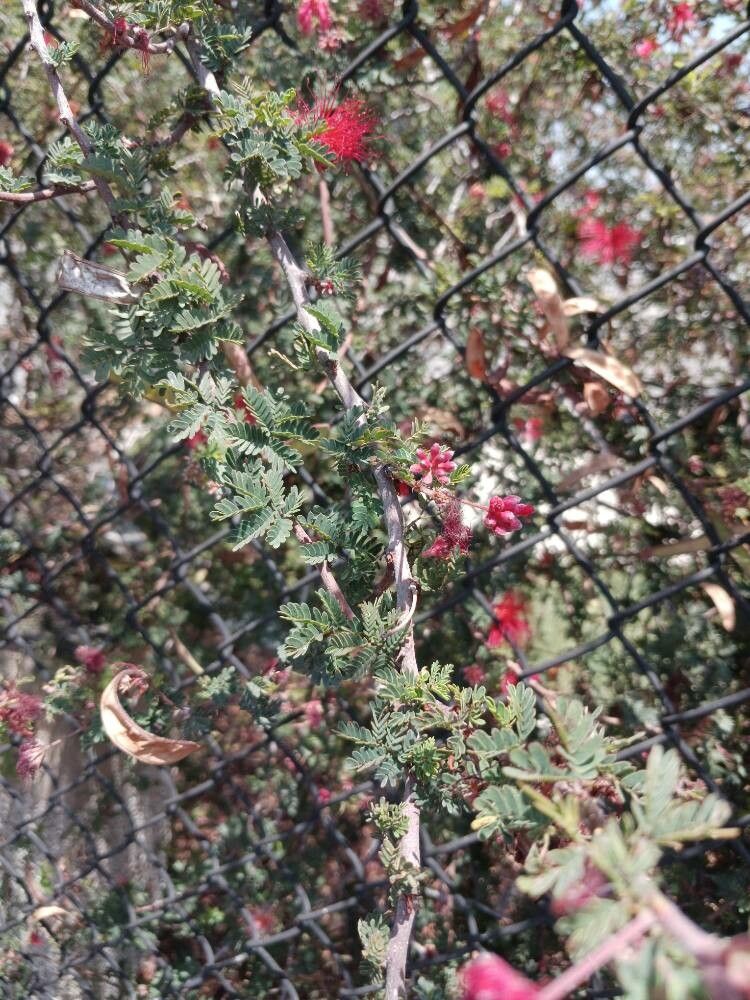 Calliandra californica leaf