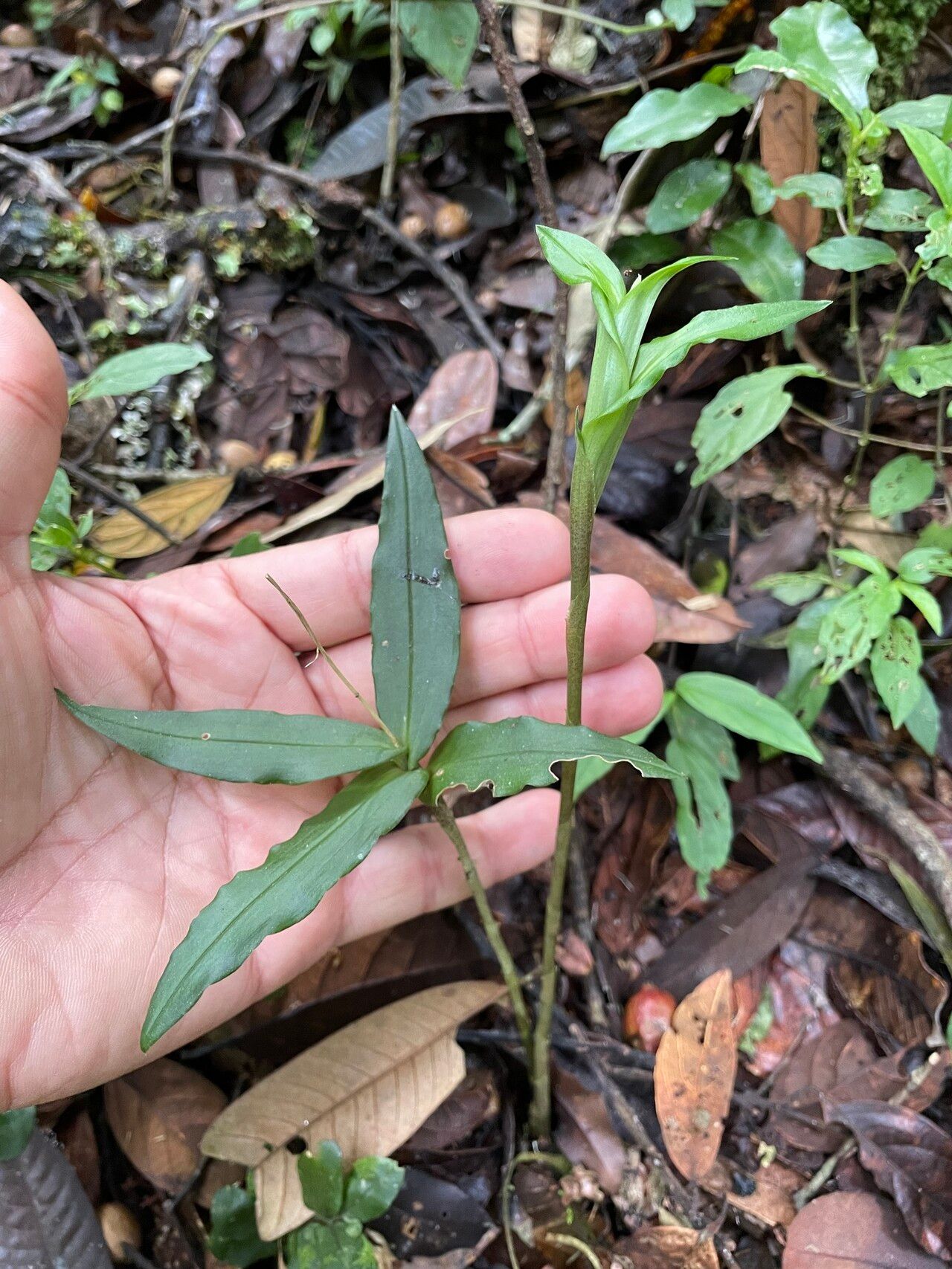 Liparis puncticulata — houseplant care guide