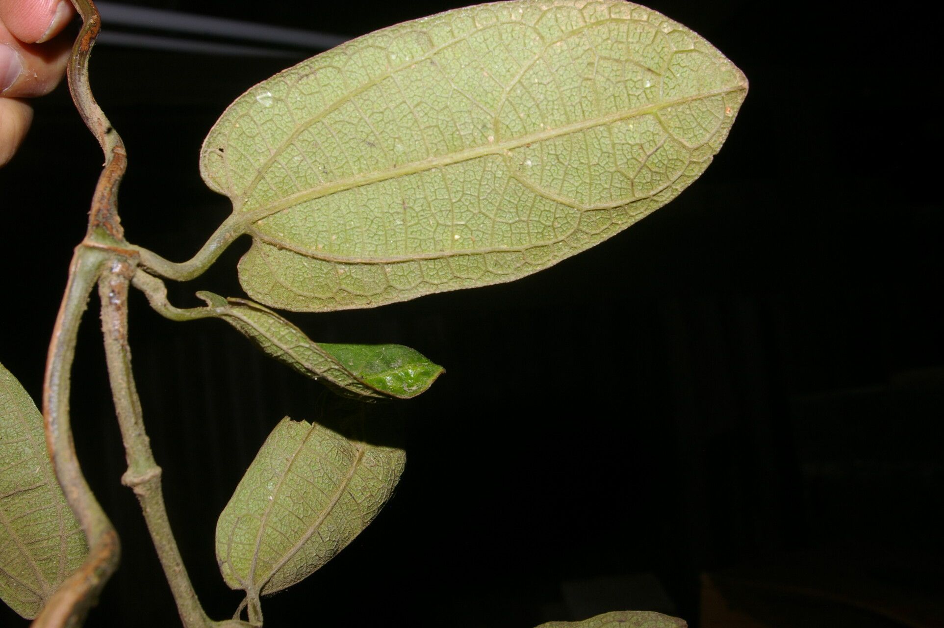 Aristolochia tonduzii — search result for 'Aristolochia'
