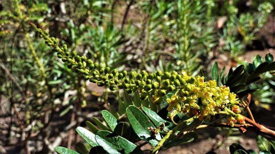 Caesalpinia spinosa flower