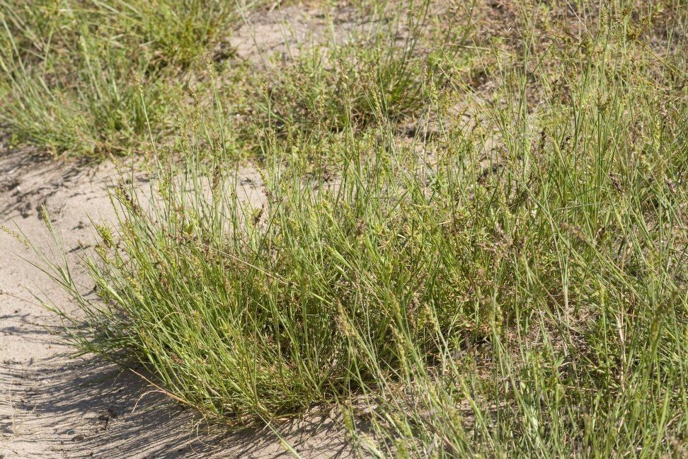 Paspalum bifidum habit