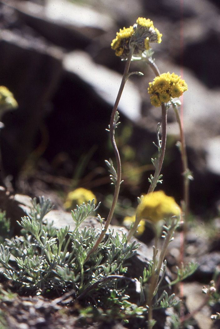 Artemisia borealis habit