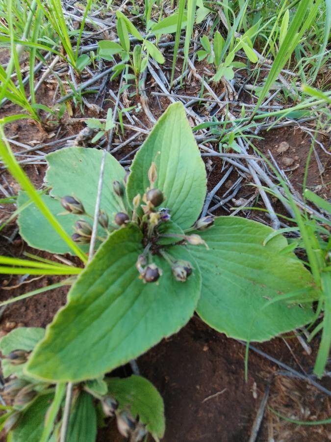 Craterostigma plantagineum fruit