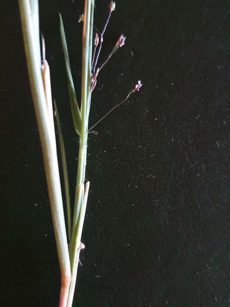 Sporobolus discosporus other