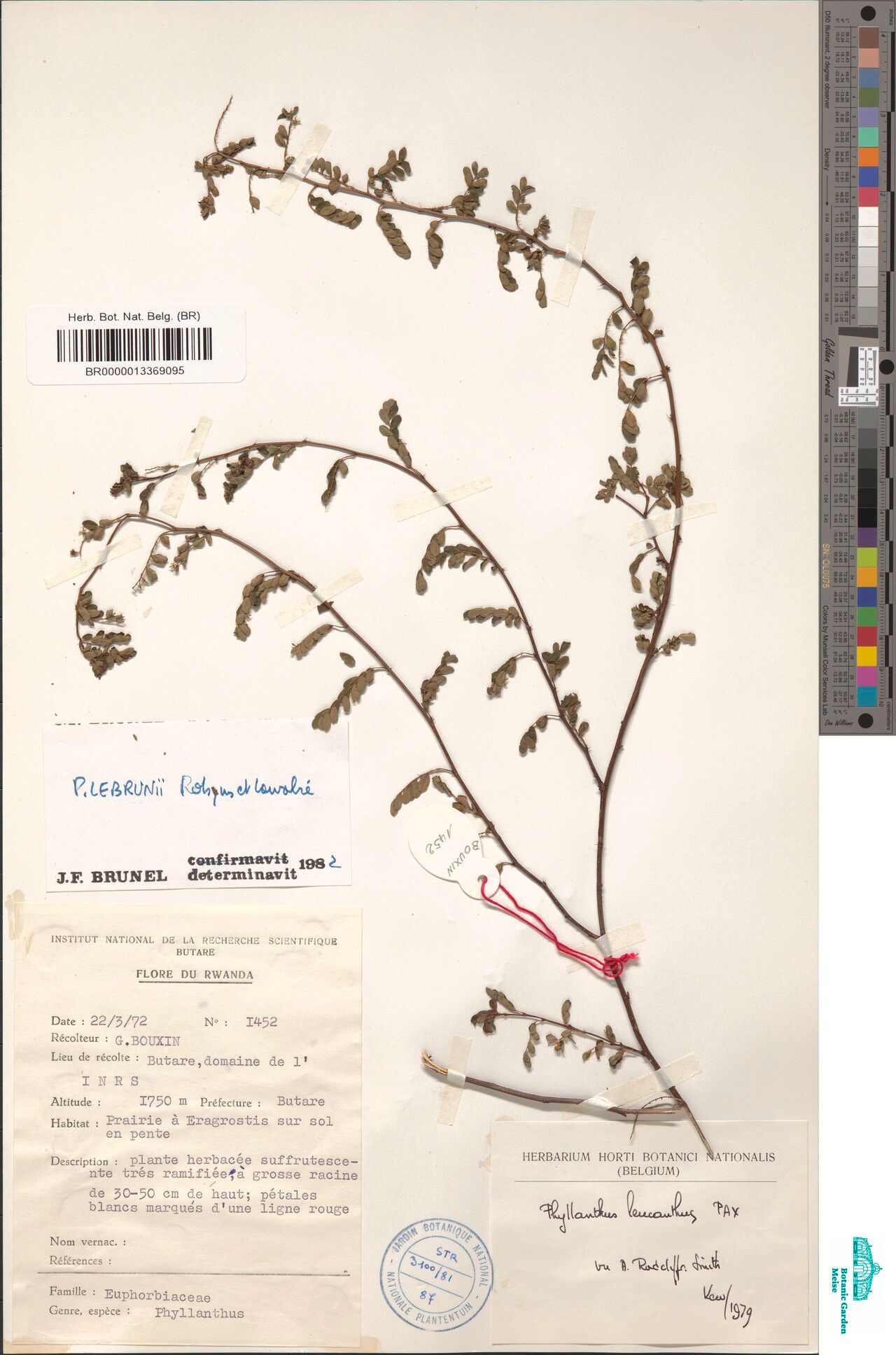 Phyllanthus lebrunii — houseplant care guide