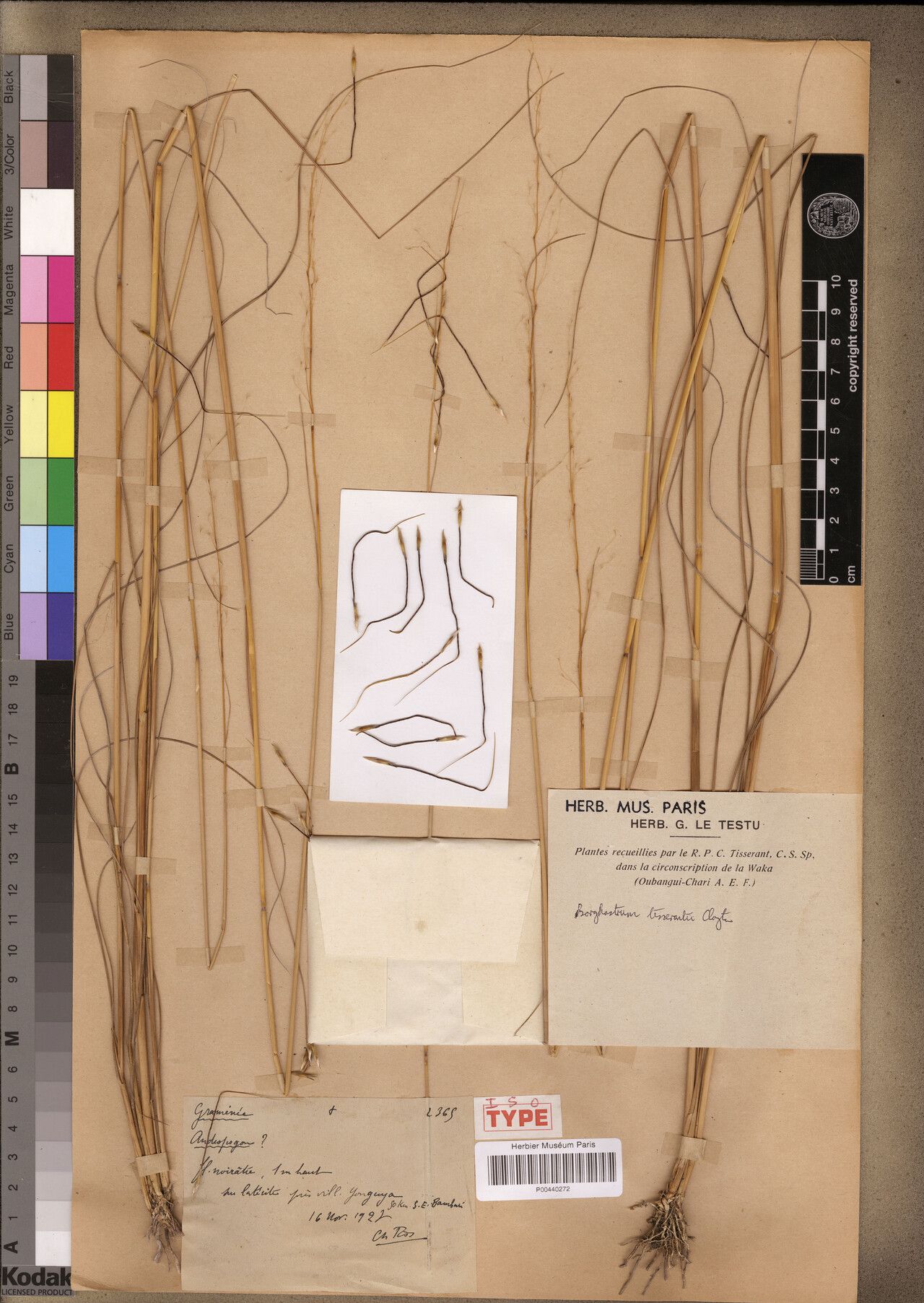 Sorghastrum tisserantii — search result for 'Sorghastrum'