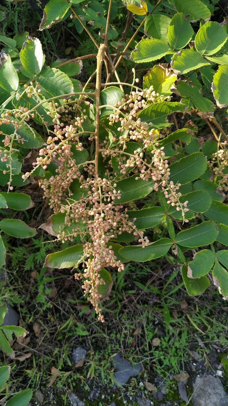Rhus chinensis fruit