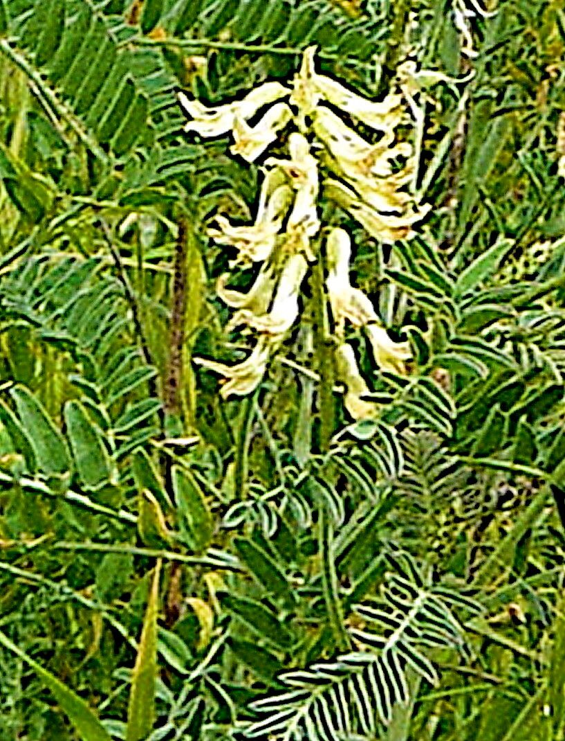 Astragalus trichopodus — houseplant care guide